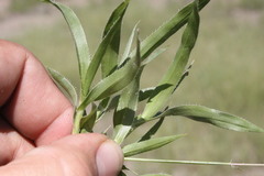 Sporobolus australasicus