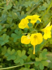 Oxalis pes-caprae