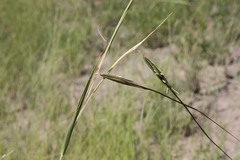 Themeda avenacea
