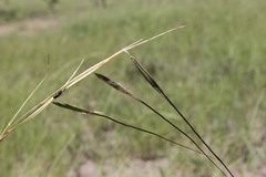 Themeda avenacea