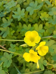 Oxalis pes-caprae