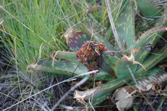 Aceria aloinis