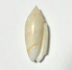Oliva australis