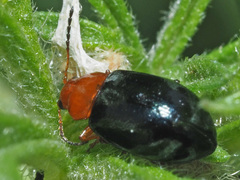 Podagrica fuscicornis