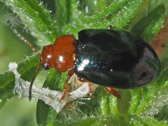 Podagrica fuscicornis