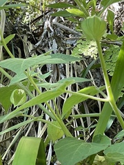 Physalis peruviana