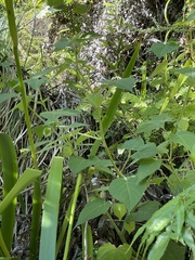 Physalis peruviana