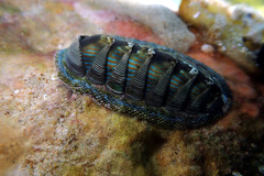 Rhyssoplax diaphora
