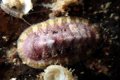 Chitoninae