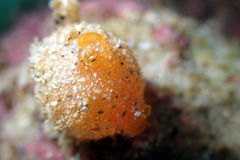 Stolidobranchia