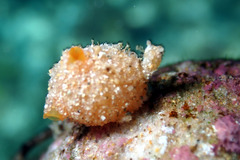 Stolidobranchia