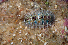 Rhyssoplax diaphora