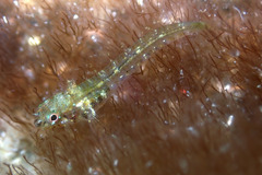 Helcogramma decurrens