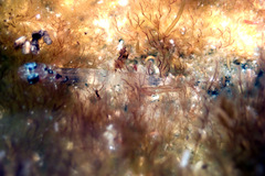 Helcogramma decurrens