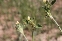 Stylosanthes viscosa