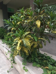 Codiaeum variegatum pictum