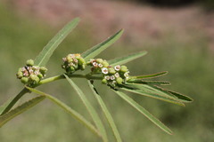 Euphorbia bifida