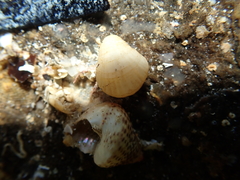 Magellania flavescens