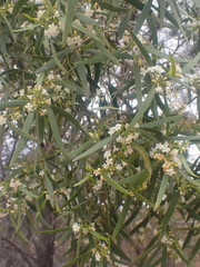 Myoporum platycarpum