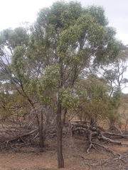 Myoporum platycarpum