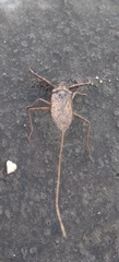 Heteroptera