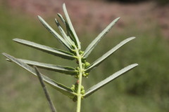 Euphorbia bifida