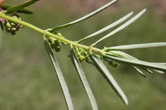 Euphorbia bifida