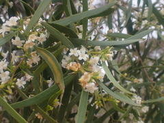 Myoporum platycarpum