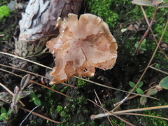 Fungi