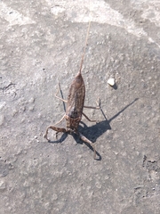 Heteroptera