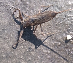 Heteroptera