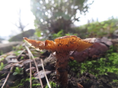 Fungi