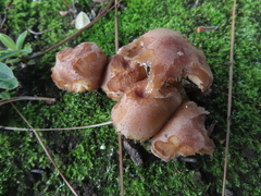 Fungi