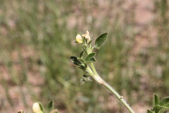 Stylosanthes viscosa