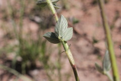 Stylosanthes viscosa