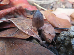 Mycena leptocephala