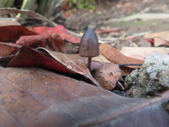 Mycena leptocephala