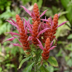 Aphelandra sinclairiana