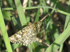 Heliomata glarearia
