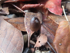 Mycena leptocephala