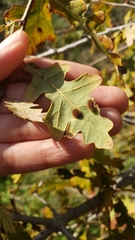 Atrusca trimaculosa