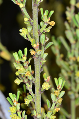 Phyllanthus hirtellus