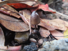 Mycena leptocephala
