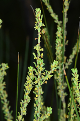 Phyllanthus hirtellus