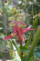 Aechmea aquilega