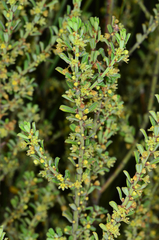 Phyllanthus hirtellus