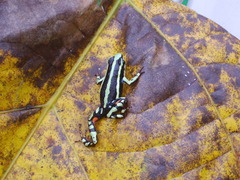 Epipedobates anthonyi