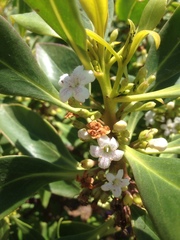 Myoporum laetum