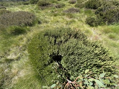 Pimelea axiflora alpina
