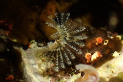Hydroides gracilis image